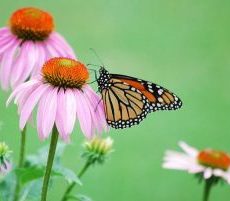 Mid-America Monarch Conservation Strategy – Comments due May 31st