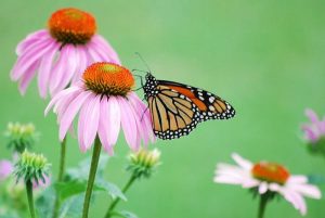 Mid-America Monarch Conservation Strategy – Comments due May 31st