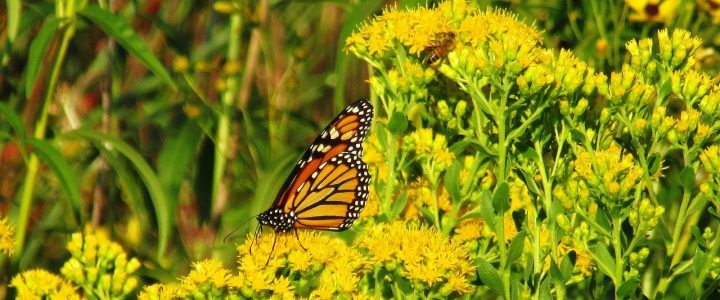 12 Neonic Registrations Cancelled by EPA