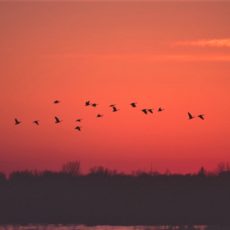 Our Newest Member: Wisconsin Waterfowl Association
