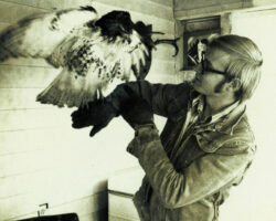 Eldred rehabilitated many injured birds while living in Albany, WI. Circa mid 1970s. Photo courtesy of Gary Eldred.
