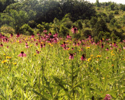 Purple Cone Flowers. Avon Ridge, Rock County, WI. 2016. Photo by Gary Eldred.