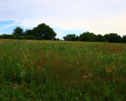 Muralt Prairie, Green County, WI. 2016. Photo by Gary Eldred.