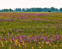 Blazing Star. Photo by Gary Eldred.