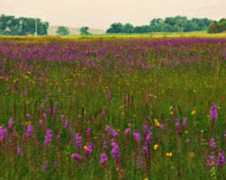Blazing Star. Photo by Gary Eldred.
