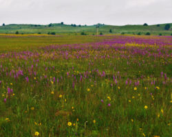 Blazing Star. Photo by Gary Eldred.