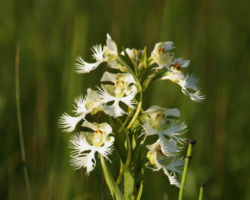 Fringed Prairie Orchid. Photo by Gary Eldred.
