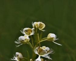Fringed Prairie Orchid. Photo by Gary Eldred.
