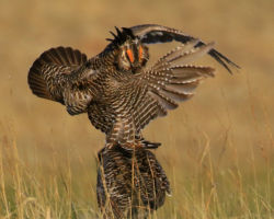 Greater Prairie Chicken. Photo by Gary Eldred.