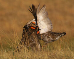 Greater Prairie Chicken. Photo by Gary Eldred.