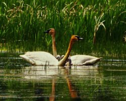 Trumpeter Swan. Photo by Gary Eldred.