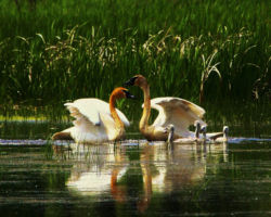 Trumpeter Swan. Photo by Gary Eldred.