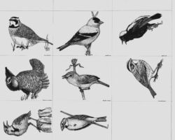 Drawings by Gary Eldred.
