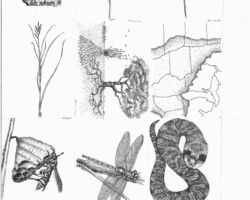 Drawings by Gary Eldred.