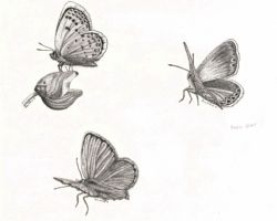 Karner Blue Butterflies. Drawings by Gary Eldred.