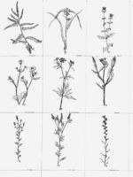 Drawing by Gary Eldred.