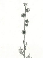 Compass plant. Drawing by Gary Eldred.