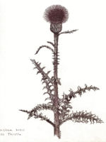 Hills thistel. Drawing by Gary Eldred.