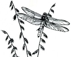 Drawing by Gary Eldred.
