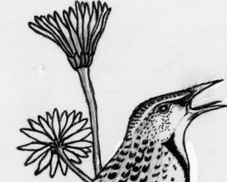 Drawing by Gary Eldred.