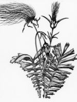 Drawing by Gary Eldred.