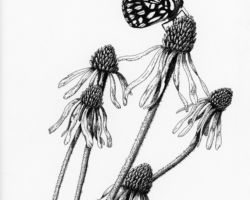 Drawing by Gary Eldred.