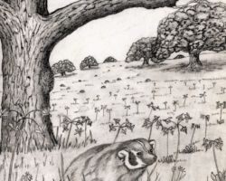 Badger. Drawing by Gary Eldred.