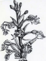 Drawing by Gary Eldred.