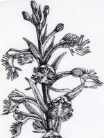 Drawing by Gary Eldred.