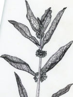 Drawing by Gary Eldred.