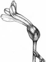 Drawing by Gary Eldred.