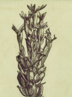 Drawing by Gary Eldred.