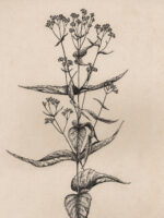 Drawing by Gary Eldred.