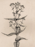 Drawing by Gary Eldred.