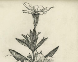 Drawing by Gary Eldred.