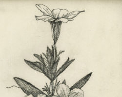 Drawing by Gary Eldred.