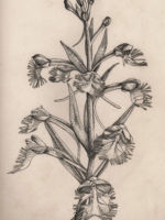 Drawing by Gary Eldred.