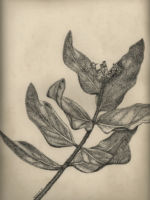 Drawing by Gary Eldred.