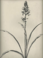 Drawing by Gary Eldred.