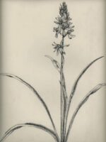 Drawing by Gary Eldred.