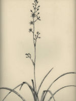 Drawing by Gary Eldred.