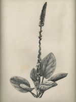 Drawing by Gary Eldred.