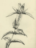 Drawing by Gary Eldred.