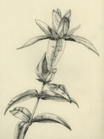 Drawing by Gary Eldred.