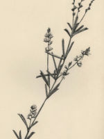 Drawing by Gary Eldred.