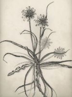 Drawing by Gary Eldred.