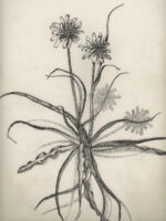 Drawing by Gary Eldred.