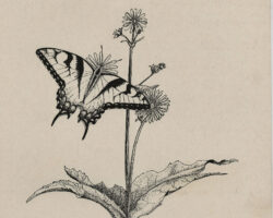 Drawing by Gary Eldred.