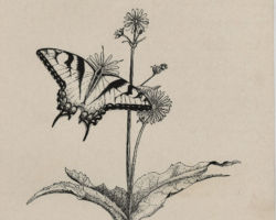 Drawing by Gary Eldred.