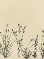 Drawing by Gary Eldred.